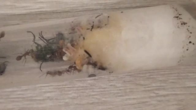 Мирмика (Myrmica sp.). Мои колонии. Муравьиная ферма. Муравьи дома. Муравьиные матки.