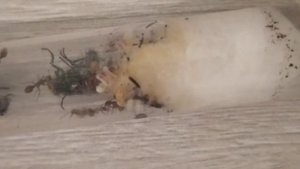 Мирмика (Myrmica sp.). Мои колонии. Муравьиная ферма. Муравьи дома. Муравьиные матки.