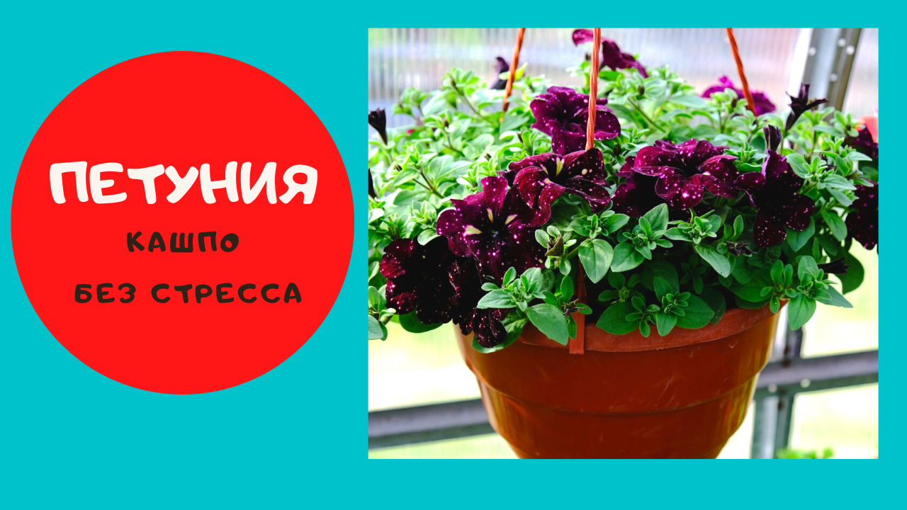 Петуния в кашпо | Петуния Ампельная