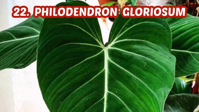 41 VARIETIES OF PHILODENDRON смотреть онлайн