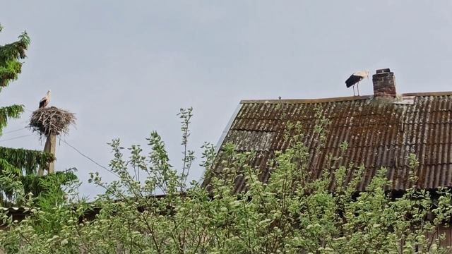 Аист на крыше смотреть онлайн