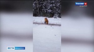 Во Владимирской области голодный лис пришел полакомиться блинами