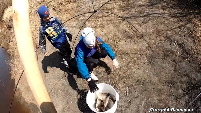 ДА ТУТ РЫБЫ БОЛЬШЕ ЧЕМ ВОДЫ! ТУЧИ КАРАСЕЙ ПЛАВАЮТ ПРЯМО ПОД НОГАМИ. Рыбалка на паук-подъёмник