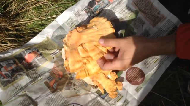 Трутовик серно-желтый смотреть онлайн