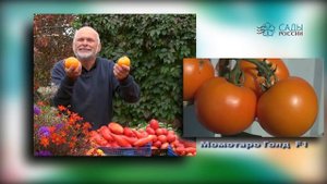 Редкие японские помидоры Момотаро Голд