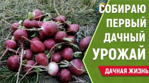 Первый урожай редиски на даче