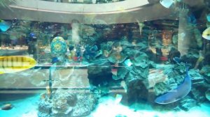 Аквариум в ТРЦ Ocean Plaza (г.Киев, 07.05.2016)