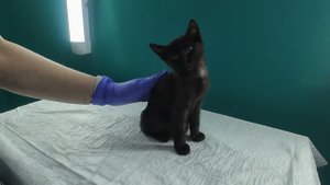 Спасение бездомного котенка с огромной грыжей