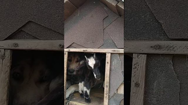 НубАльпиЗаанские козы Оренбург дом отдыха Полянка