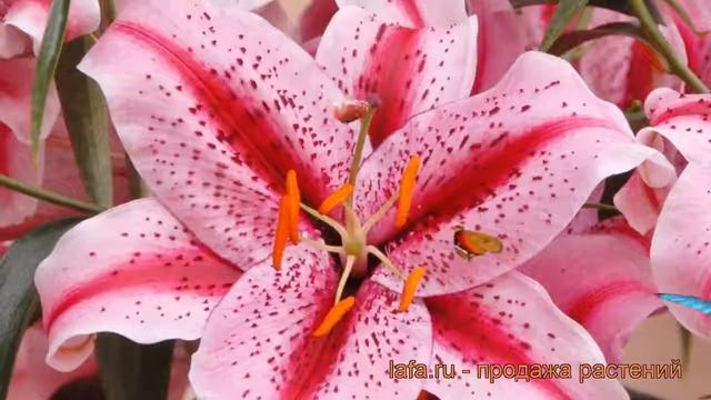 Лилия восточная Тайгер Эдишн (lilium) ? Тайгер Эдишн обзор: как сажать, луковицы лилии Тайгер Эдишн смотреть онлайн