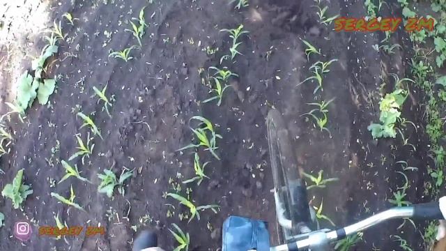 Коп Металлолома в Посадке! и по окончании копа... Коп в Поле! с МД Пират