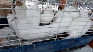 ГОЛУБИ,ЦЕНЫ,РЫНОК,ноябрь 2022г.АНЖЕРО-СУДЖЕНСК.