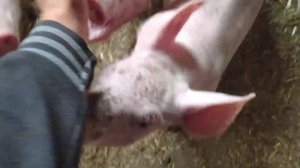 Результаты кормления поросят кормом Агравис / вес поросят 2 месяца 1 неделя выращенных без свиньи