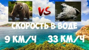 ВЕРСУС | МЕДВЕДЬ ПРОТИВ КРОКОДИЛА | БОЙ НАСМЕРТЬ! | БИТВА 1 НА 1 | КТО СИЛЬНЕЕ???