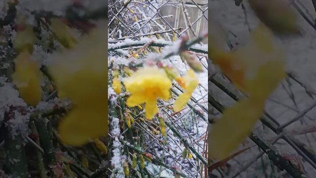 Жасмин голоцветковый. А так сегодня 16.01.2023.