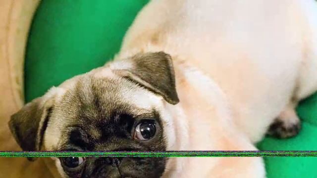 Подборка фото Мопсов смотреть онлайн