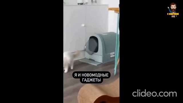 смешные котики