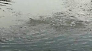 Рыбалка на Сазана на Волге