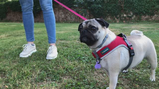 Мопс LiLiCutePug