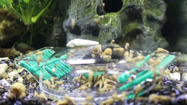 Улитки в аквариуме. 5 способов как избавиться от улиток в аквариуме смотреть онлайн