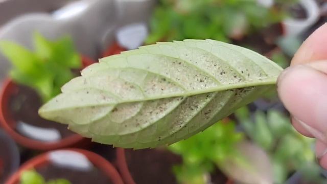 30.06.23 На моих гортензиях клещ? Что делать???? ? смотреть онлайн