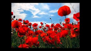 Эдип Асанов - Къырмызы гуллер