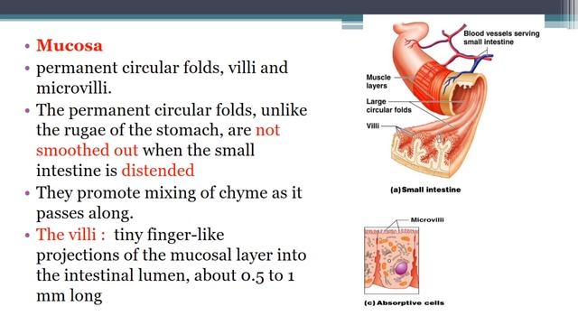 7 digestive system or GIT small intestine смотреть онлайн
