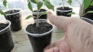 Моя рассада помидоров 5 апреля 2024. Итоги выращивания.