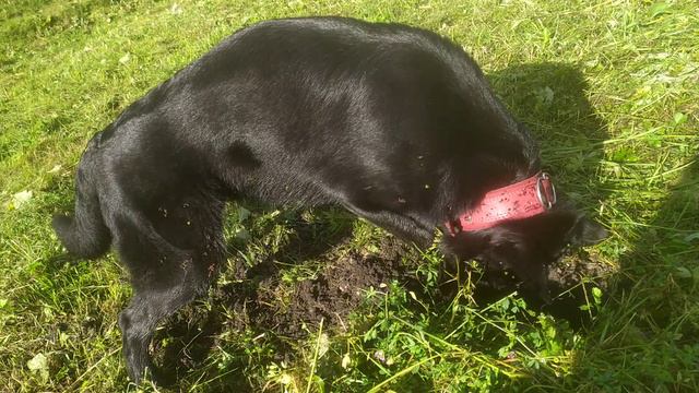 VID_20240908_173603.mp4 смотреть онлайн