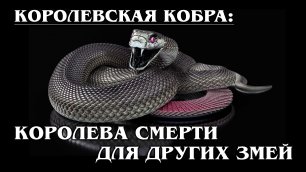 КОРОЛЕВСКАЯ КОБРА: Королева змей поедает своих подданных | Интересные факты про змей и рептилий