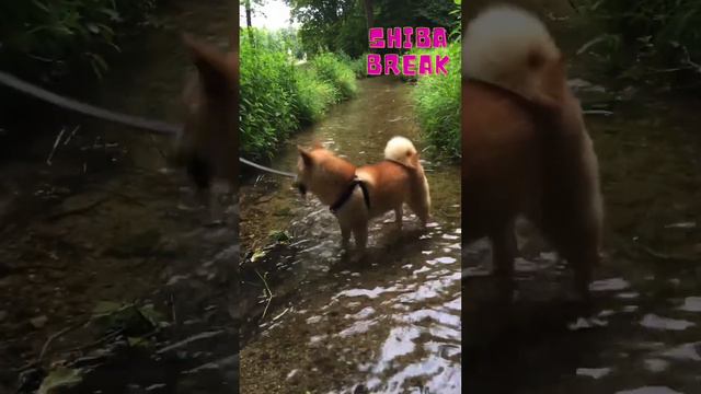 Shiba Break: Splish Splash