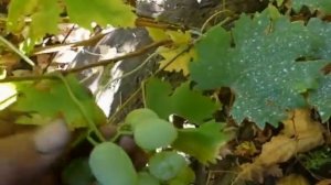 Сорт винограда Миллениум.