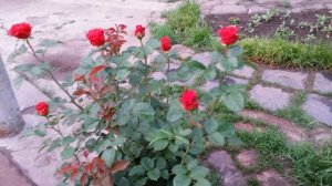 Роза ЭЛЬ ТОРО