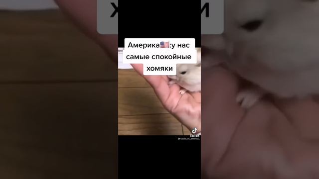 Хомячки в разных странах?