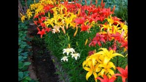 лилия  в саду, самые красивые лилии