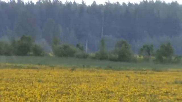 Травы медоносы одуванчик
