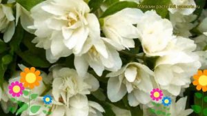 Чубушник лемуана Манто д’Эрмин. Краткий обзор, описание philadelphus lemoine Manteau d'Hermine