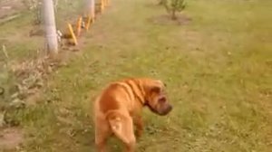 Шарпеи.Охраняем территорию.