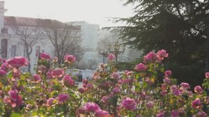 Севастополь. Кусочек декабря 2022.