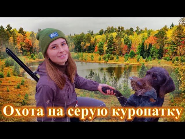 Охота на серую куропатку с дратхааром, девушка охотник / gray partridge hunting смотреть онлайн