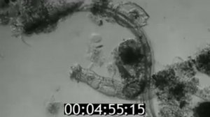 Происхождение нефти и газа (1983)