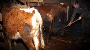 Содержания быков и другие характеристики