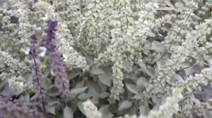 Базилик: Базилик лимонный (зеленый) и фиолетовый.  Обзор и описание характеристик.