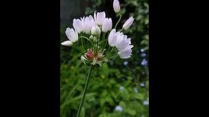 Allium roseum