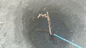 ? КАК ВИНОГРАДАРЬ ­― ВЫДУМЩИК САЖАЕТ ВИНОГРАД. Посадка двухглазкового саженца винограда осенью.