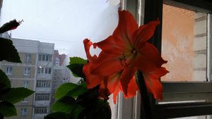 Послезавтра весна (зацвел амариллис)!