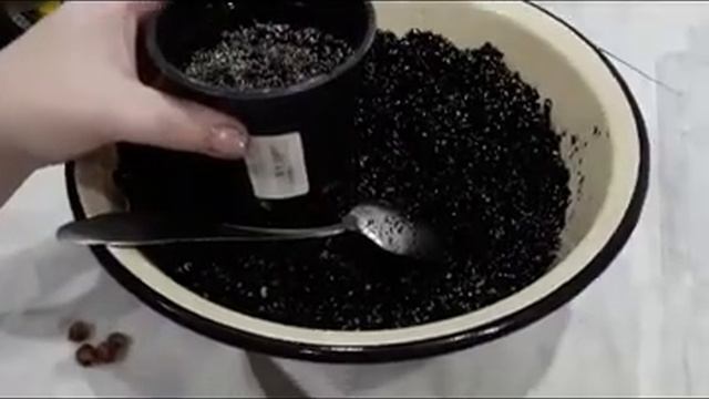 Лавр из семян