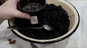 Лавр из семян