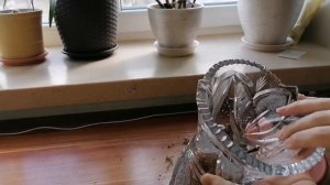 Как вырастить орхидею с черенка??/// Самый лёгкий способ без гормонов роста корней, и корневина!!!