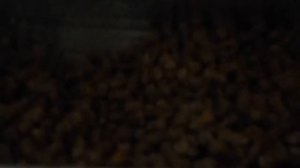 Условия содержания перепелов.